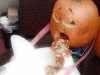 pumpkin-barf