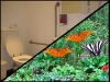 starbucks-bathroom-fairy