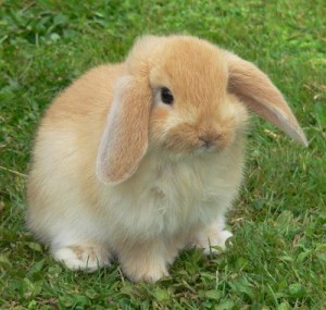 Sum bunny loves u
