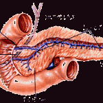 pancreas