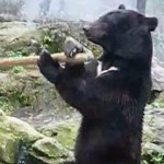 Kung Fu Bear