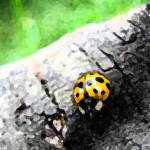 Golden Ladybug