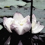 Read the Lotus Sutra for free