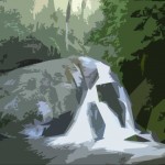 rainforest