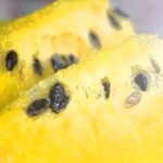 Yellow Watermelon