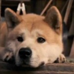 Hachi