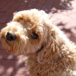 stray dog