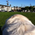 dogvision 2