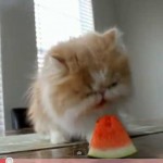 watermelon munching kitty