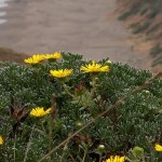 San Francisco Flowers