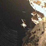Hard Working Spider