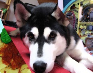 What if you could hear your dog's thoughts?
