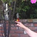 hummingbird on finger