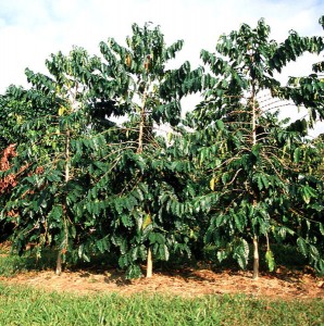 Coffee Tree