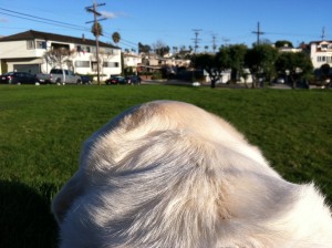 dogs have vision